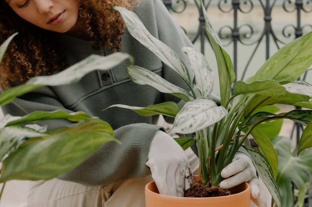 a-woman-doing-gardening-9724716 A woman carefully tending to a potted plant indoors, highlighting a peaceful gardening moment.