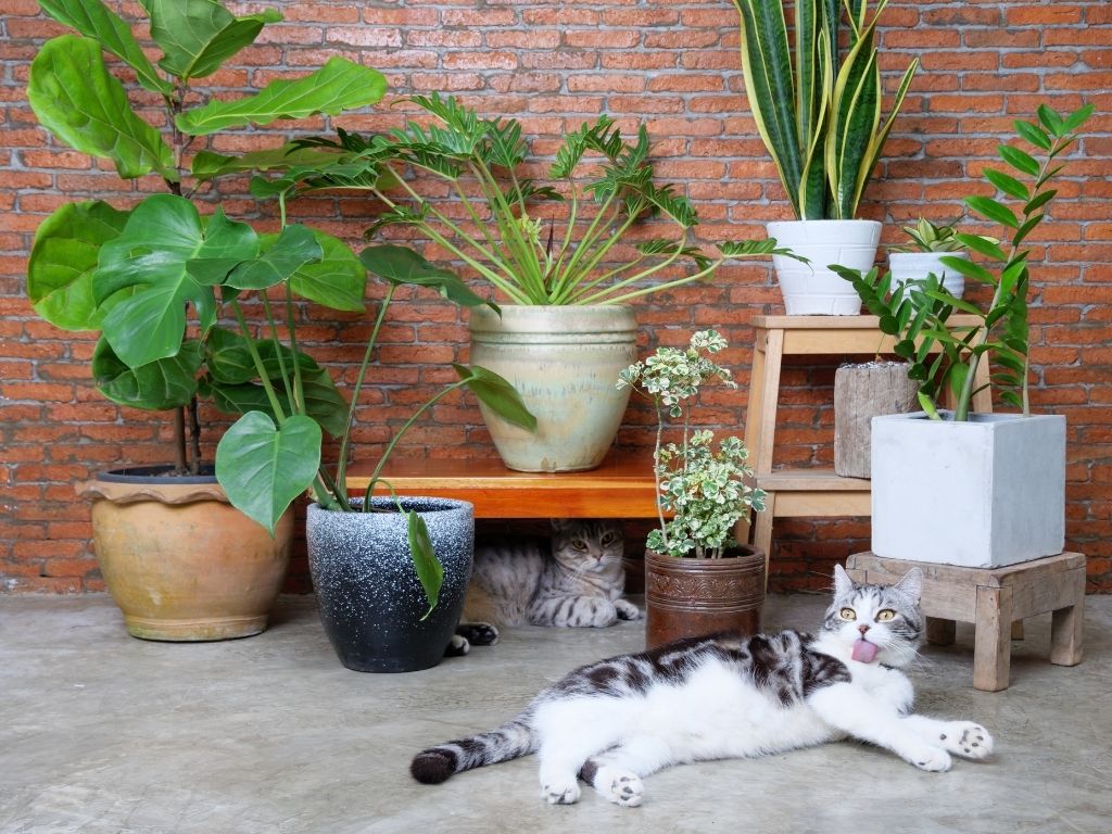 cats with plants cats with plants