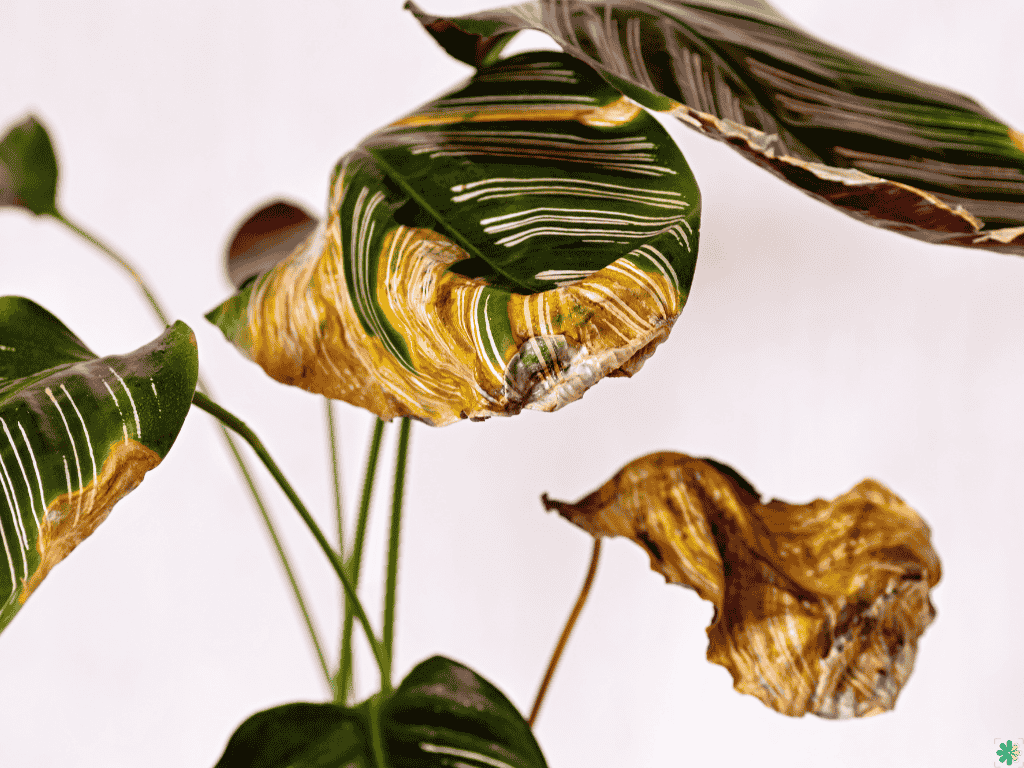 indoor-plants-disease indoor plant disease