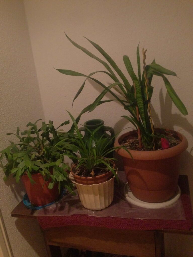 plants-transform-1