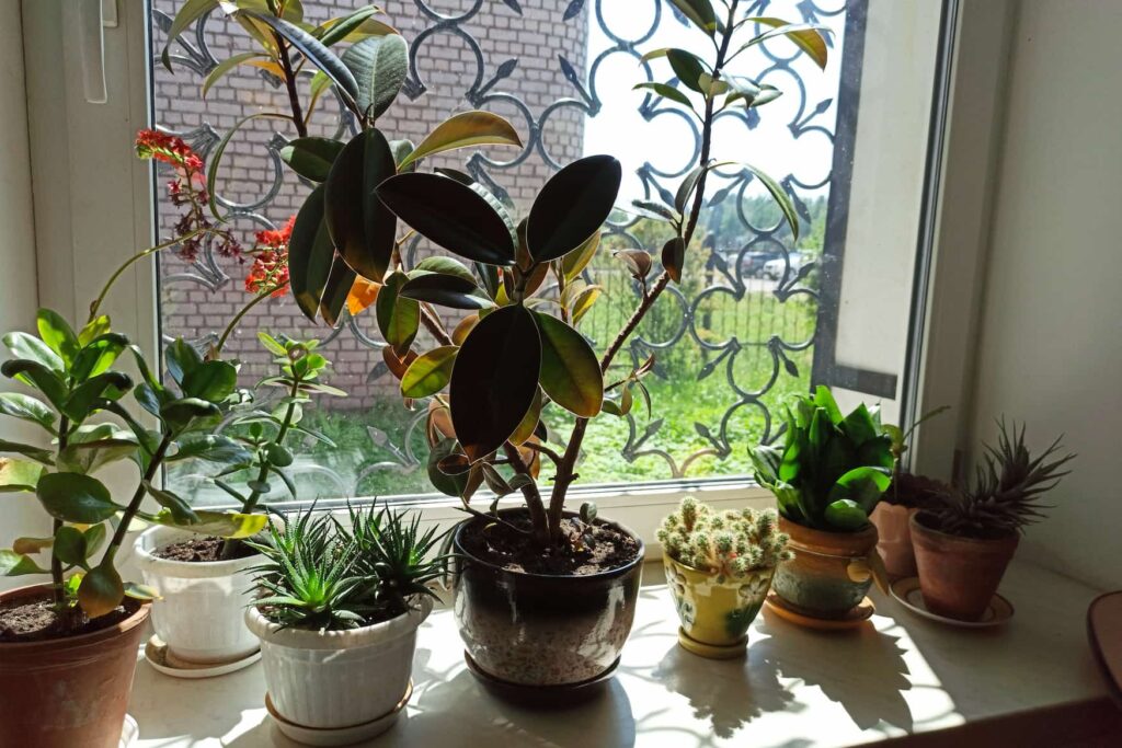 plants-transform