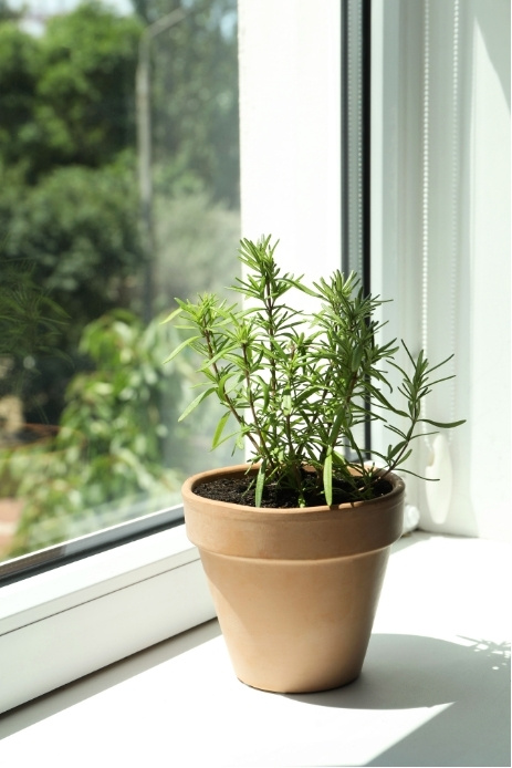plants-transform-2