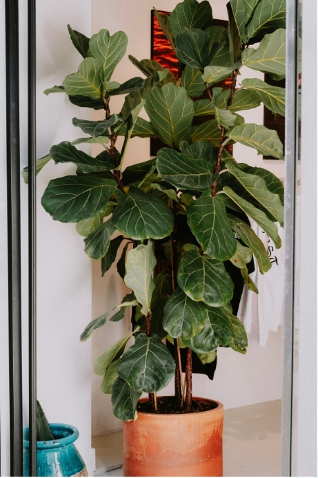 plants-transform-3