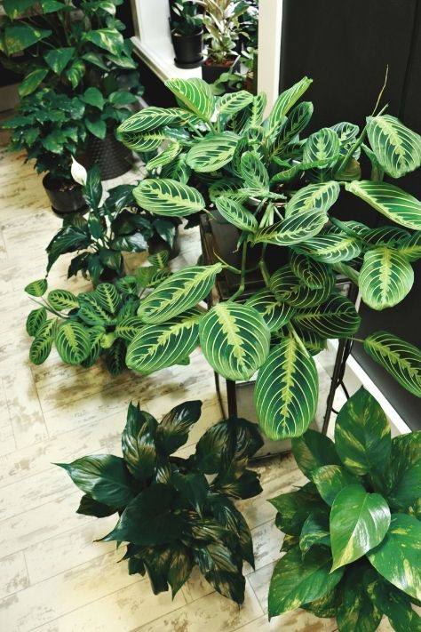 plants-transform-4