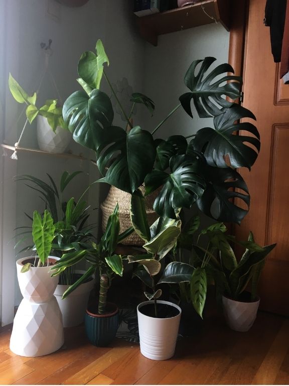 plants-transform-5