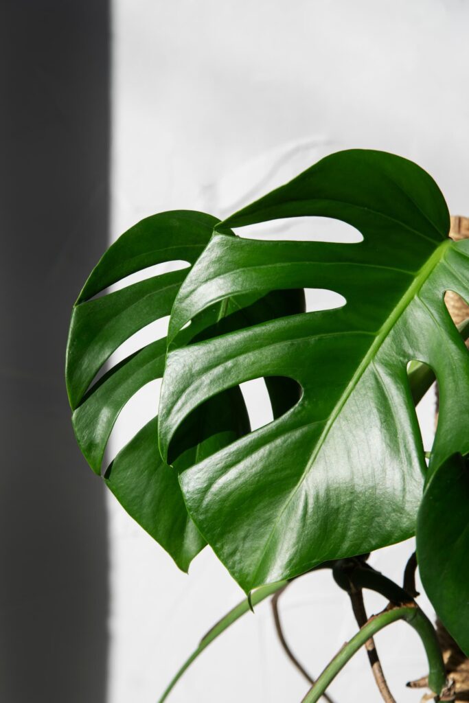 beautiful-modern-plants-deco beautiful modern plants deco