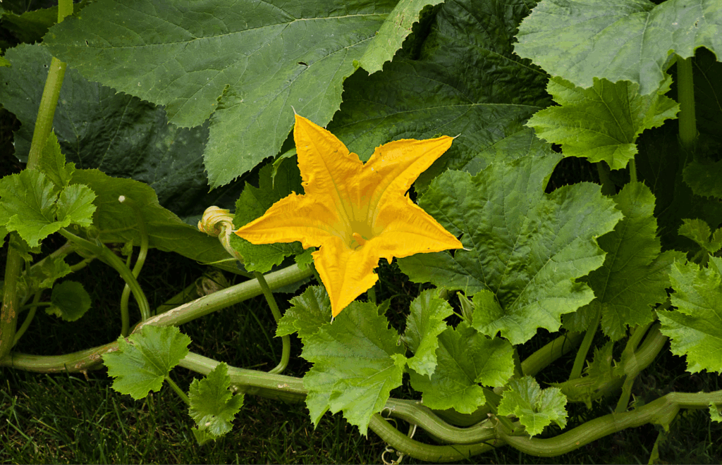 Vegetable Identification by Leaves: No Labels Needed 3 image 5