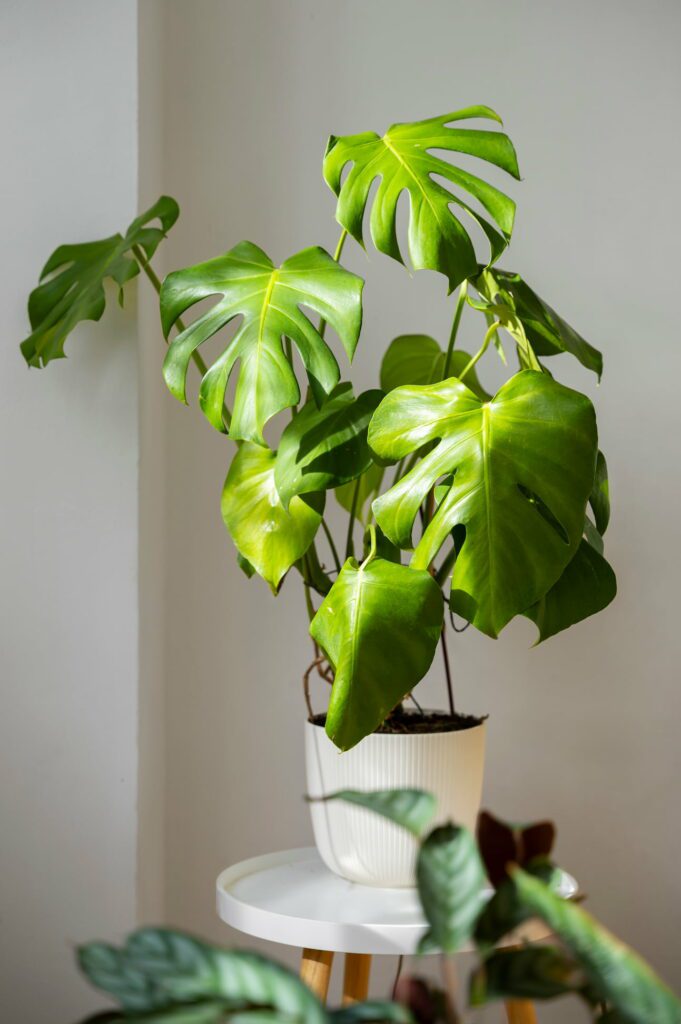 indoor-plants-studio (1) indoor plants studio 1